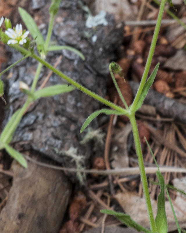 Chickweed Leaves
