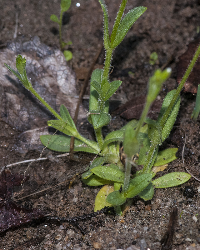 Chickweed Leaves
