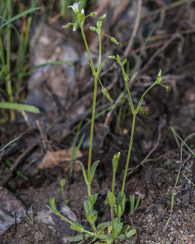 Chickweed Plant