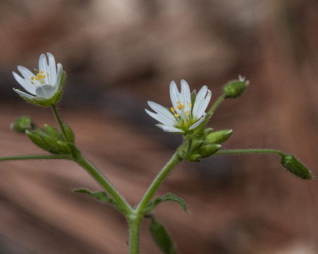 Chickweed Stem