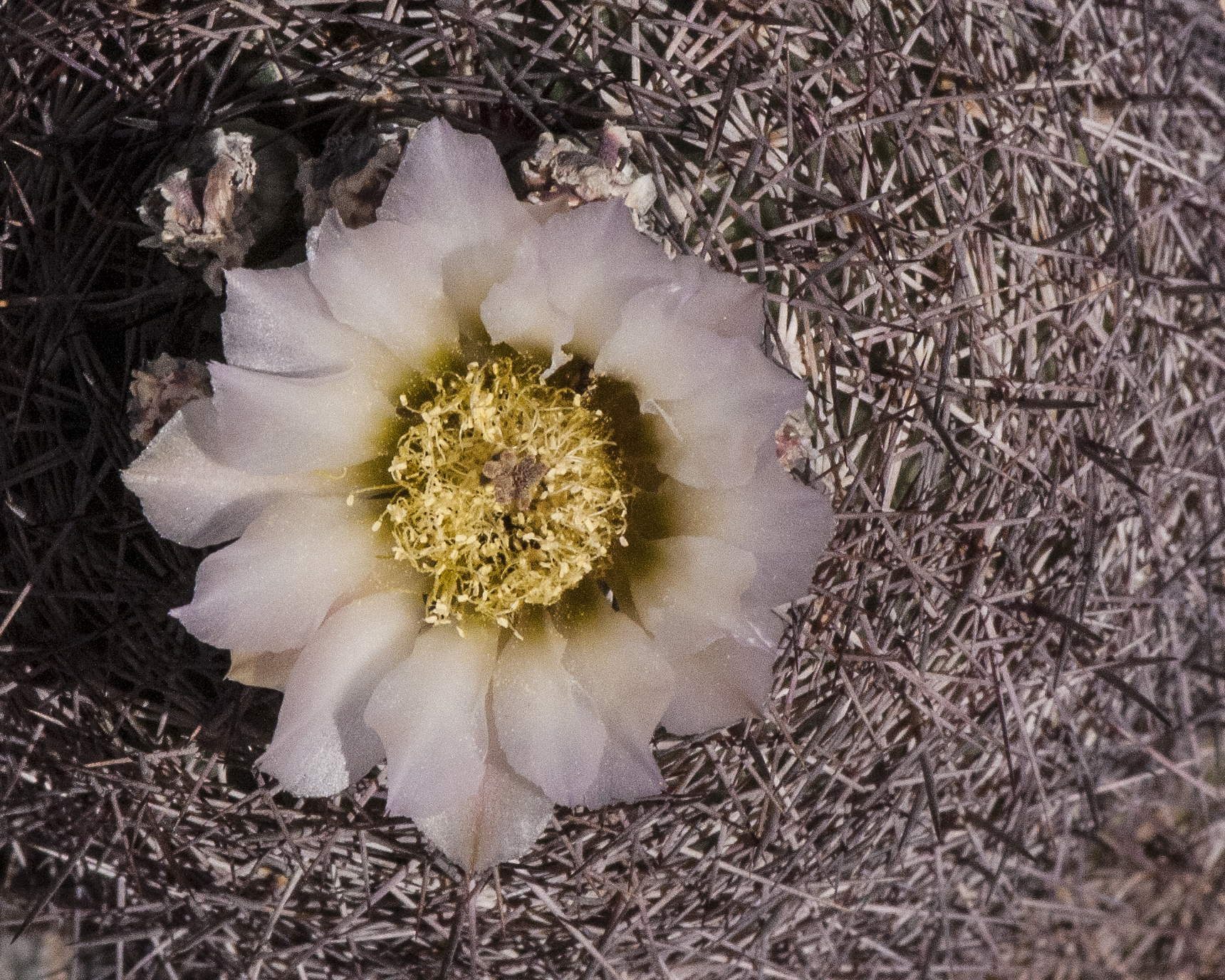 Chihuahua Pineapple Cactus Flower
