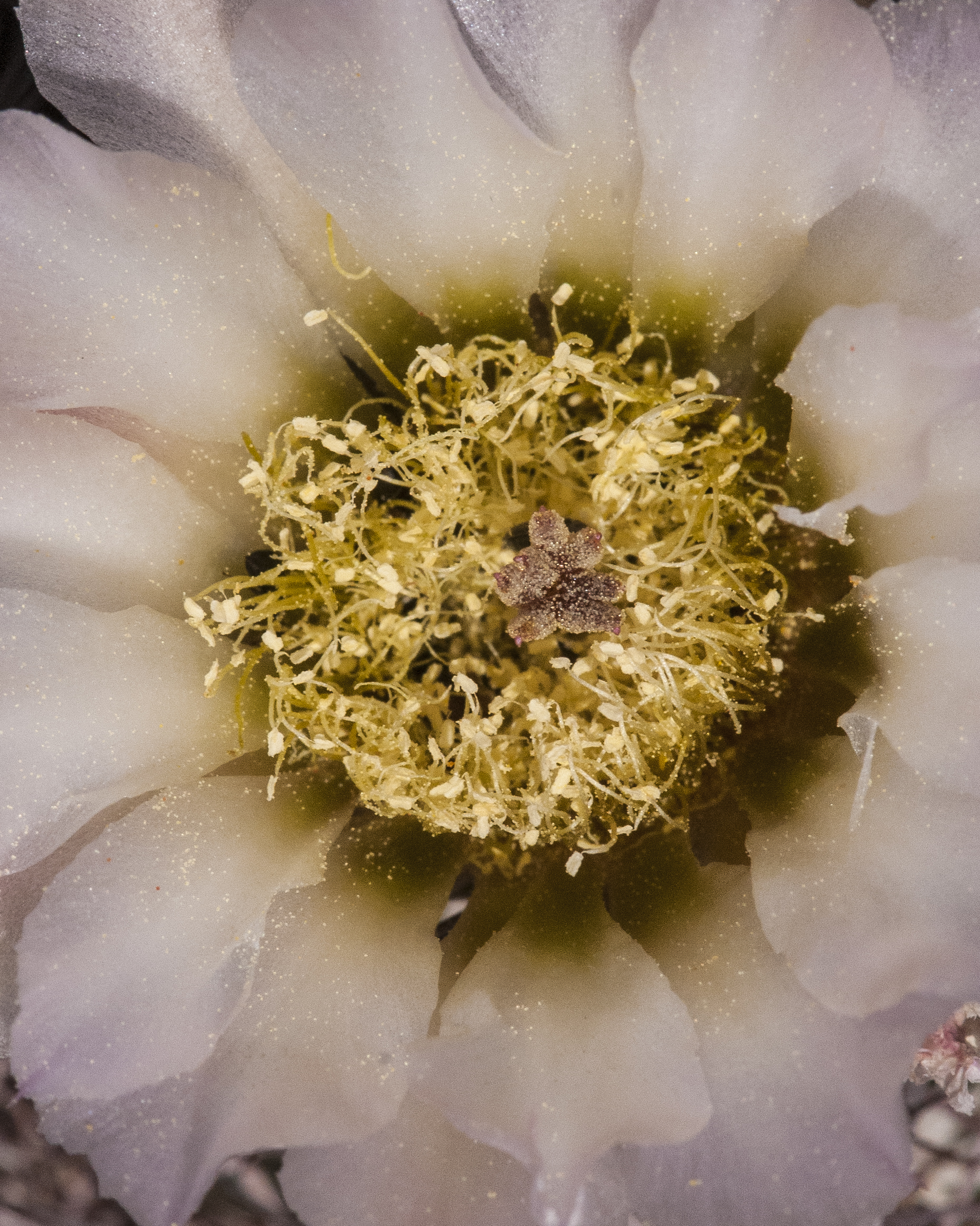 Chihuahua Pineapple Cactus Flower