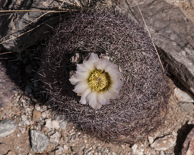 Chihuahua Pineapple Cactus Flower