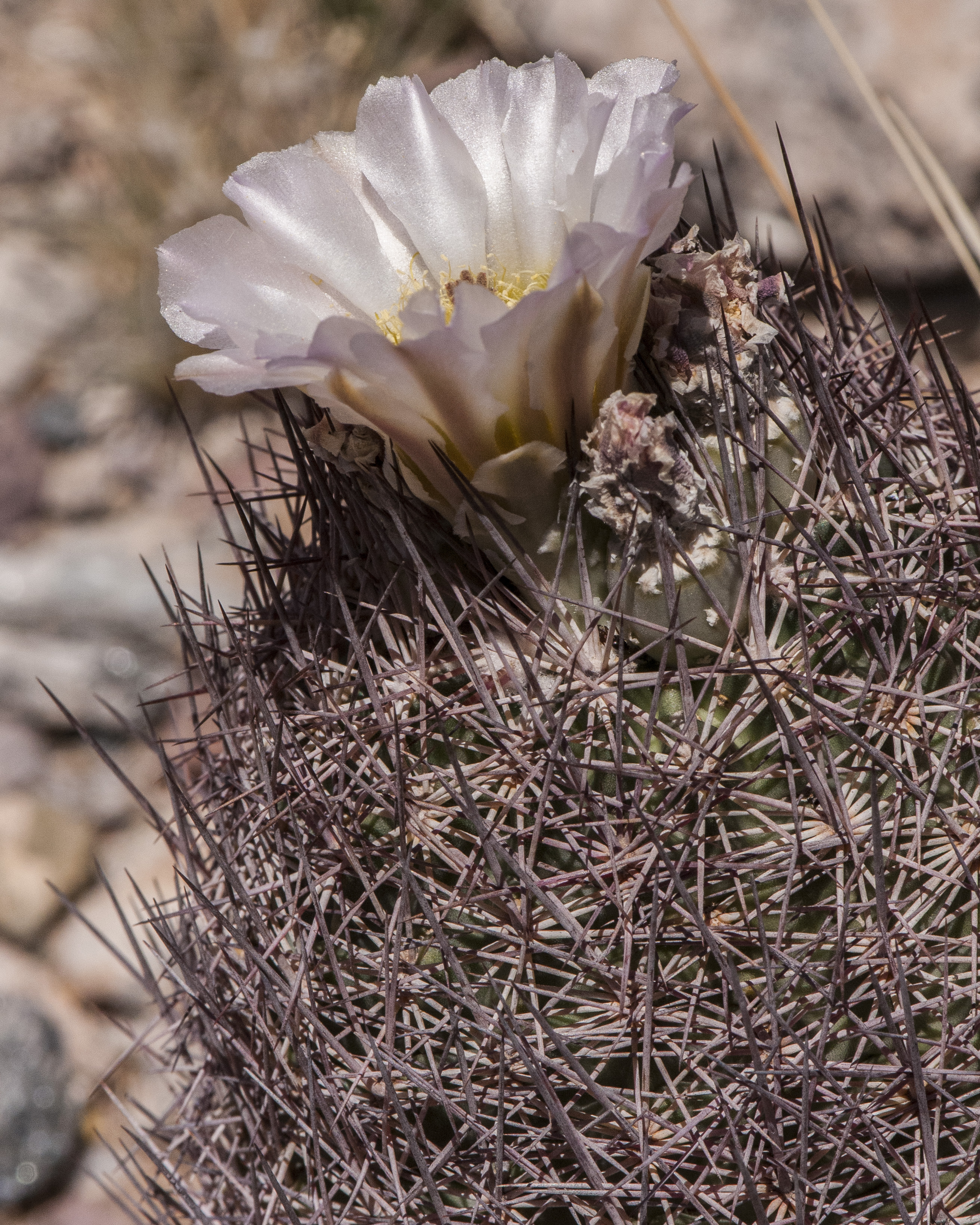 Chihuahua Pineapple Cactus Stem
