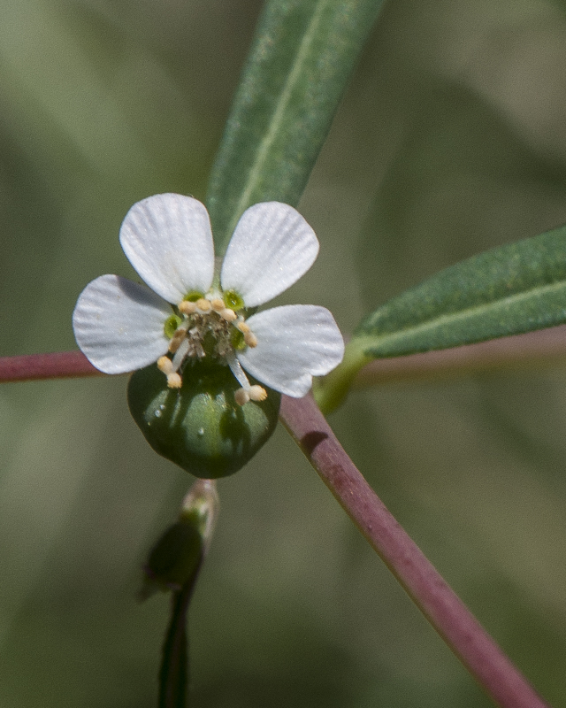 Chiracahua Mountain Sandmat Flower