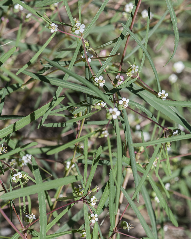 Chiracahua Mountain Sandmat Stem