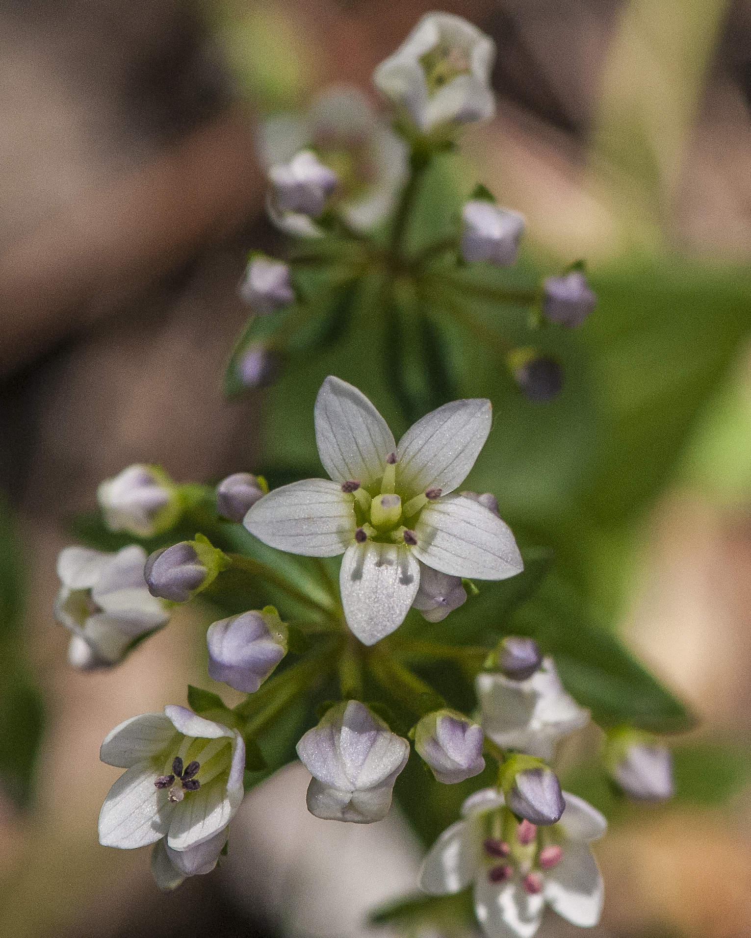 Chiricahua Dwarf Gentian Flower