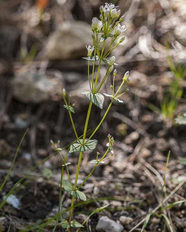 Chiricahua Dwarf Gentian Plant
