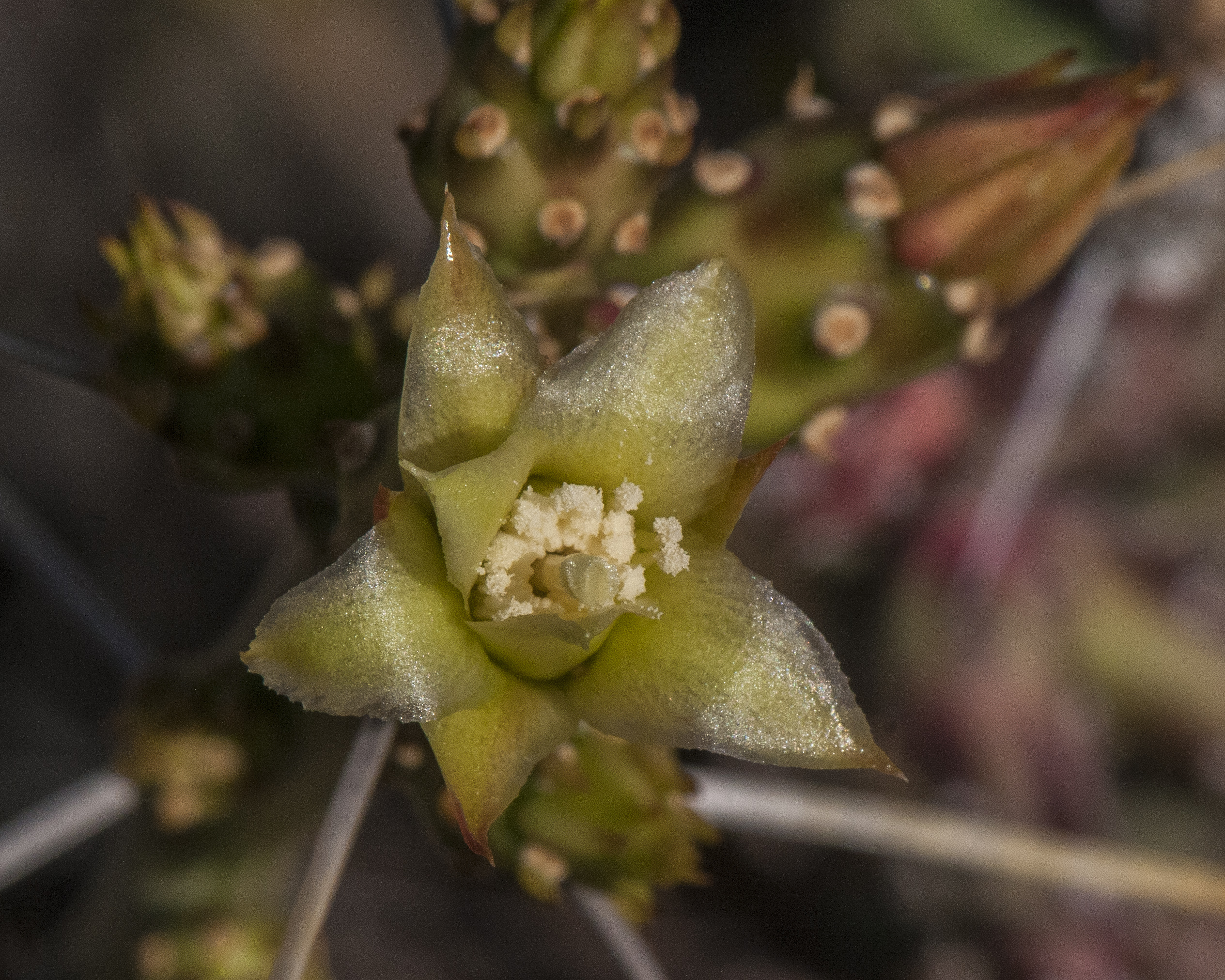 Christmas Cactus Flower