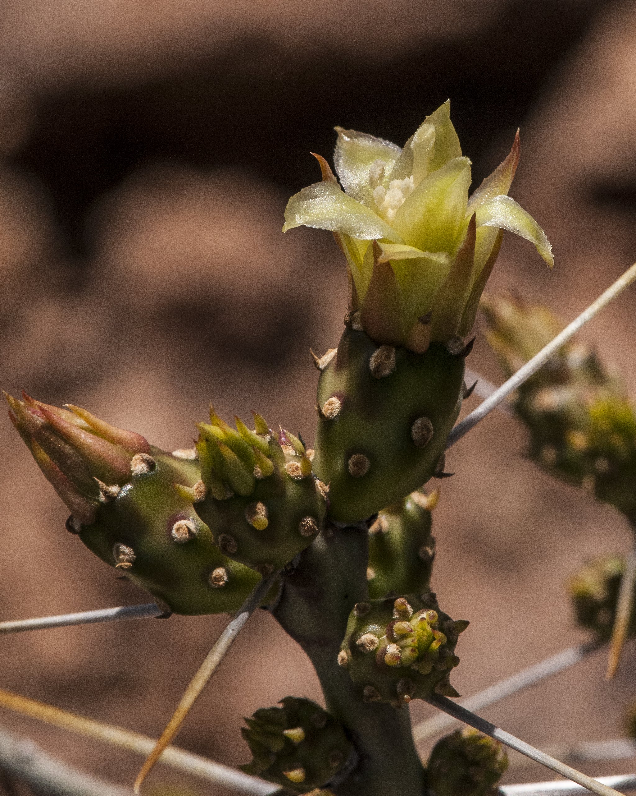 Christmas Cactus Flower