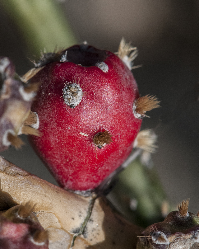 Christmas Cactus Fruit
