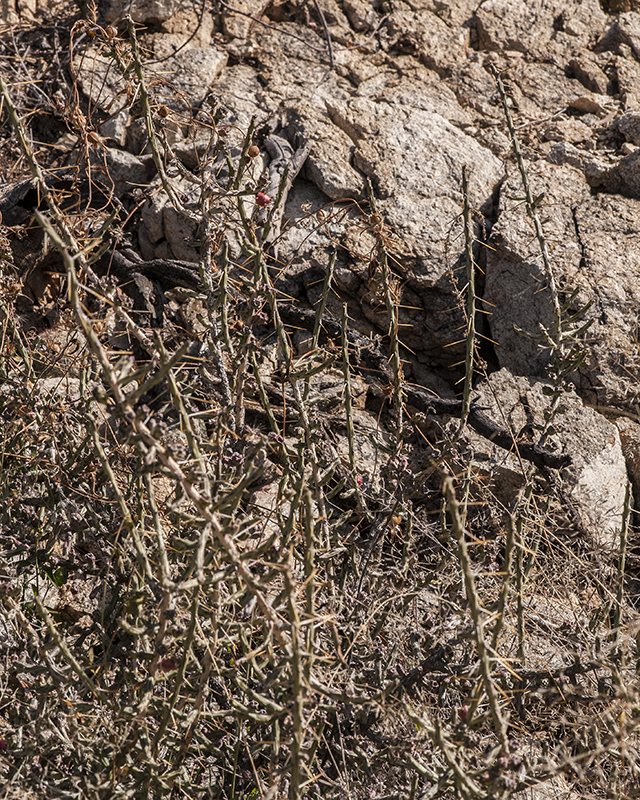 Christmas Cactus Plant