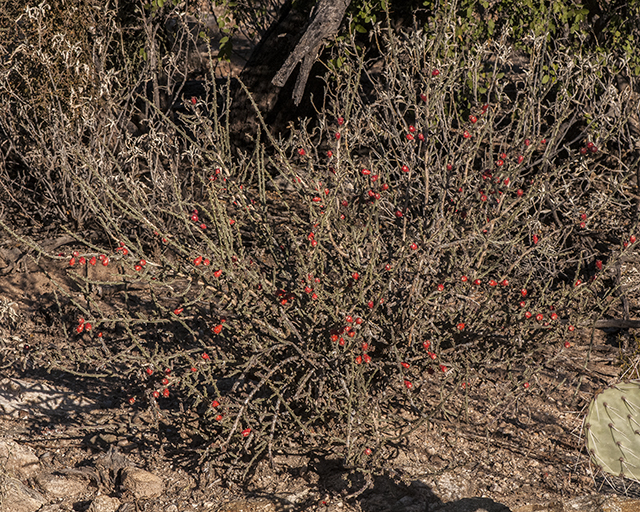 Christmas Cactus Plant