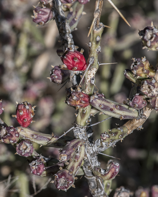 Christmas Cactus Stem