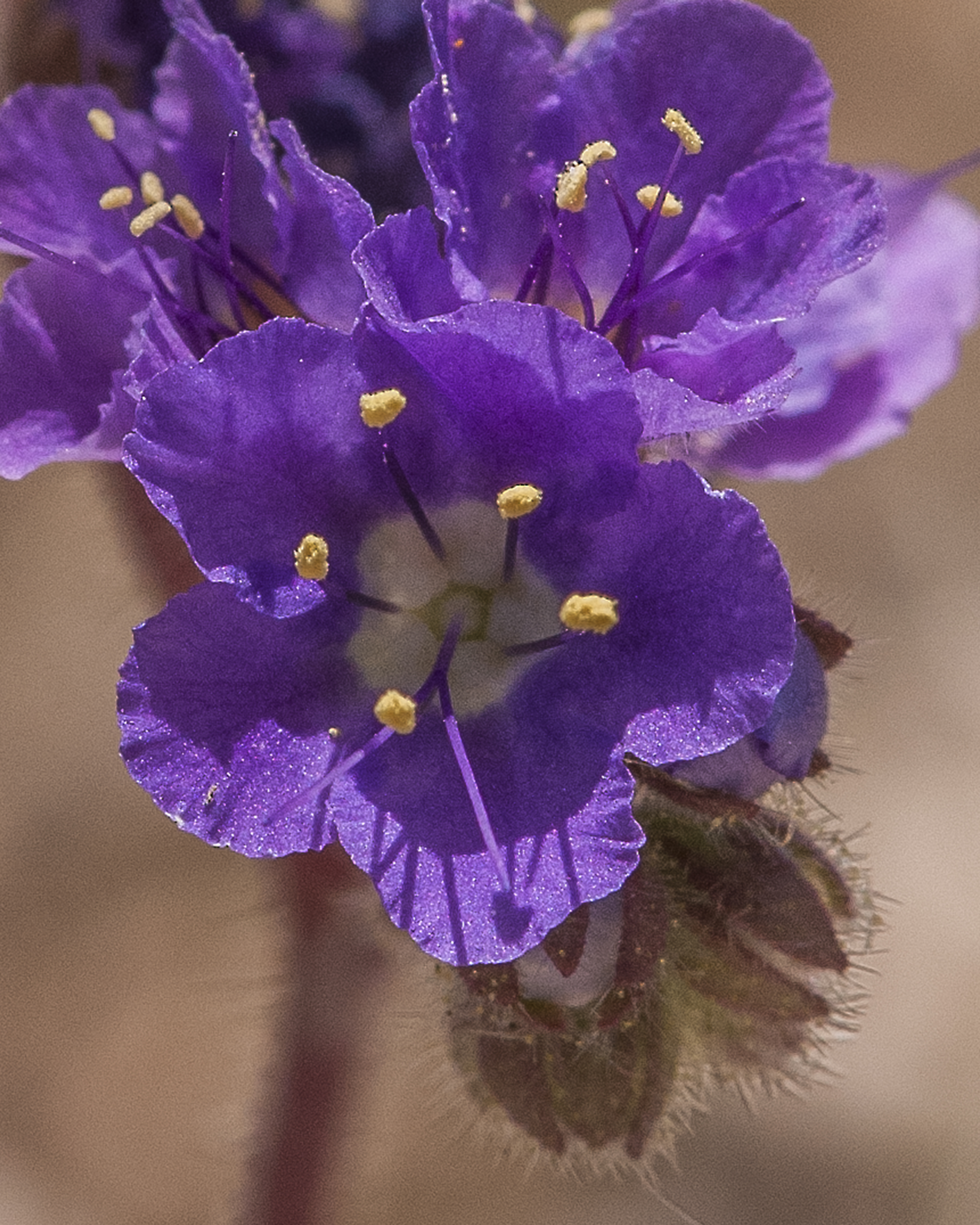 Cleftleaf Wild Heliotrope Flower