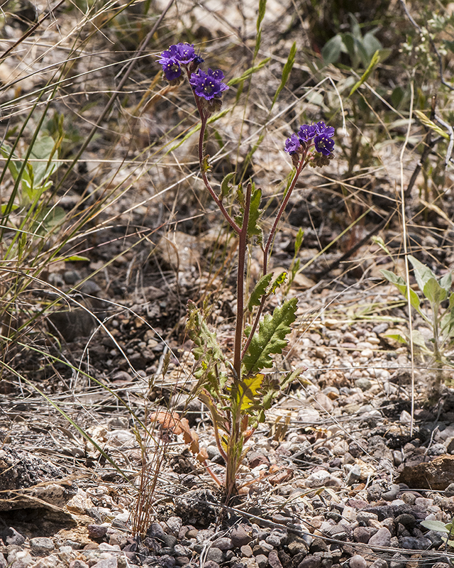 Cleftleaf Wild Heliotrope Plant