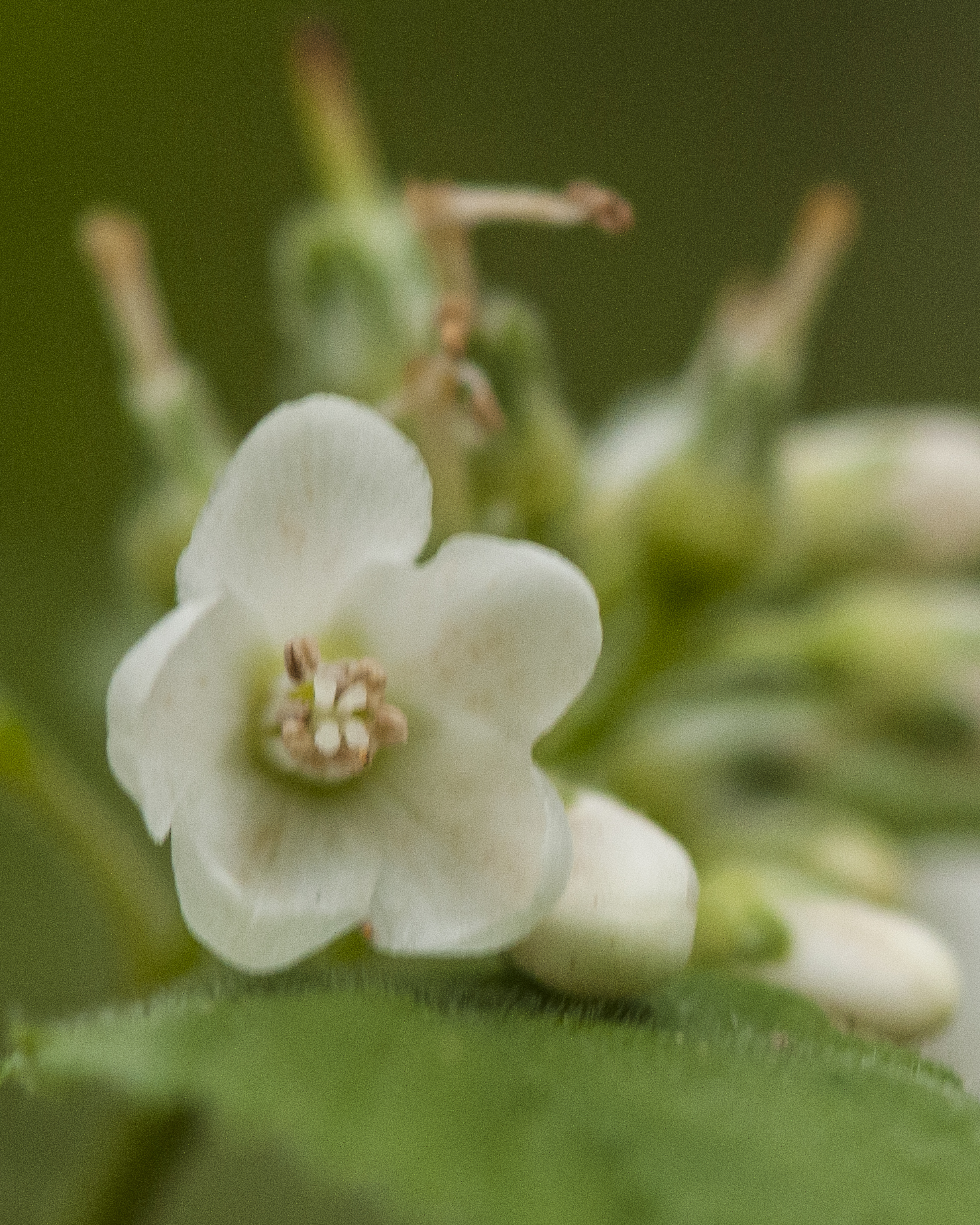 Cliff Bush Flower