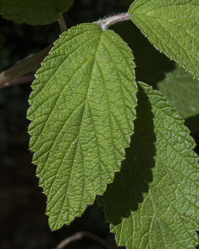 Cliff Bush Leaves