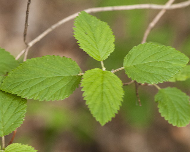 Cliff Bush Leaves