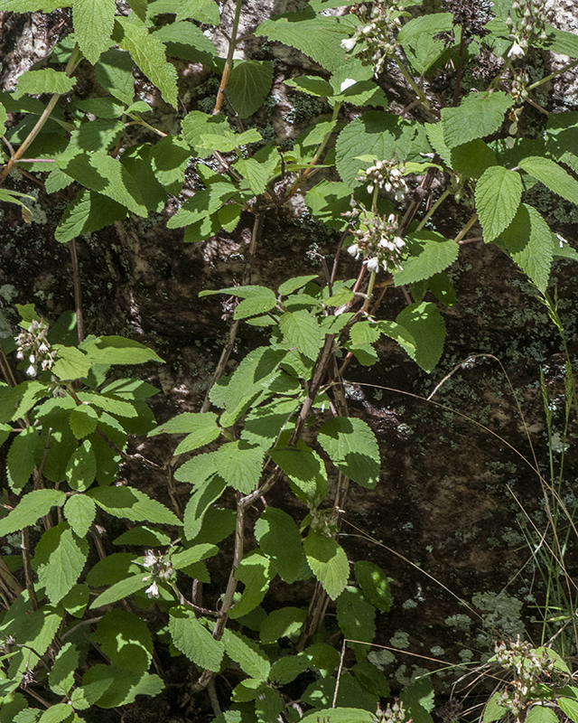 Cliff Bush Plant