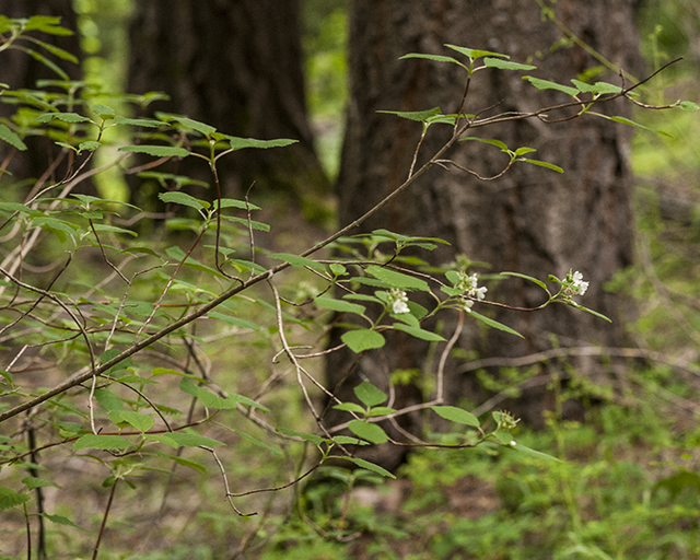 Cliff Bush Plant