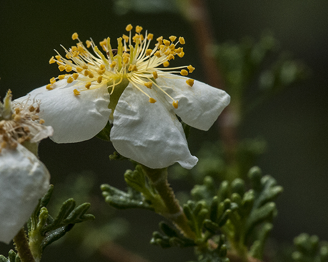 Cliff Rose Flower