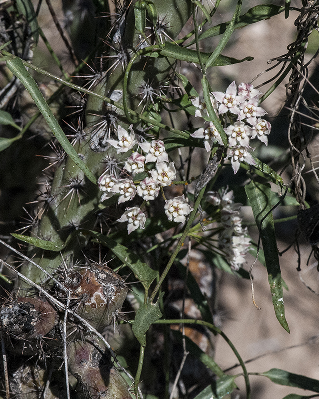 Climbing Milkweed Plant