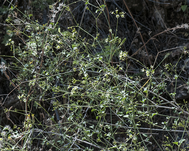 Climbing Wartclub Plant