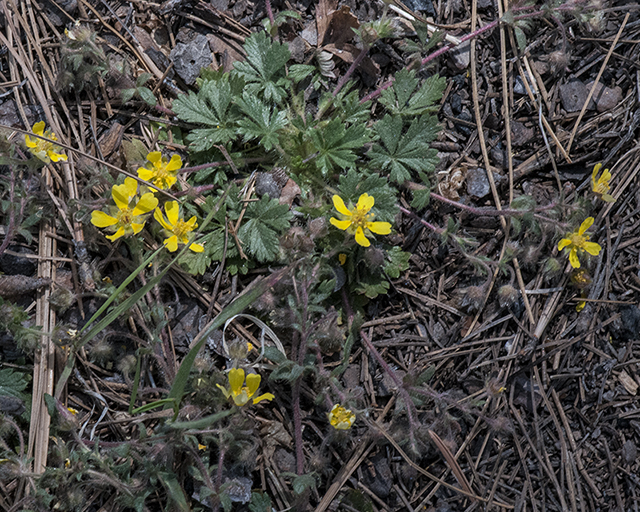 Clubleaf Cinquefoil Plant