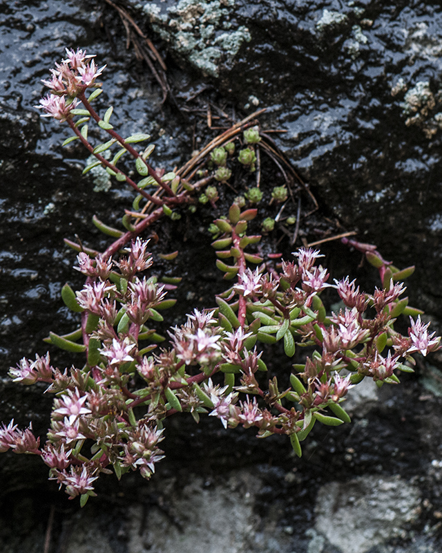 Cockerell's Sedum Plant