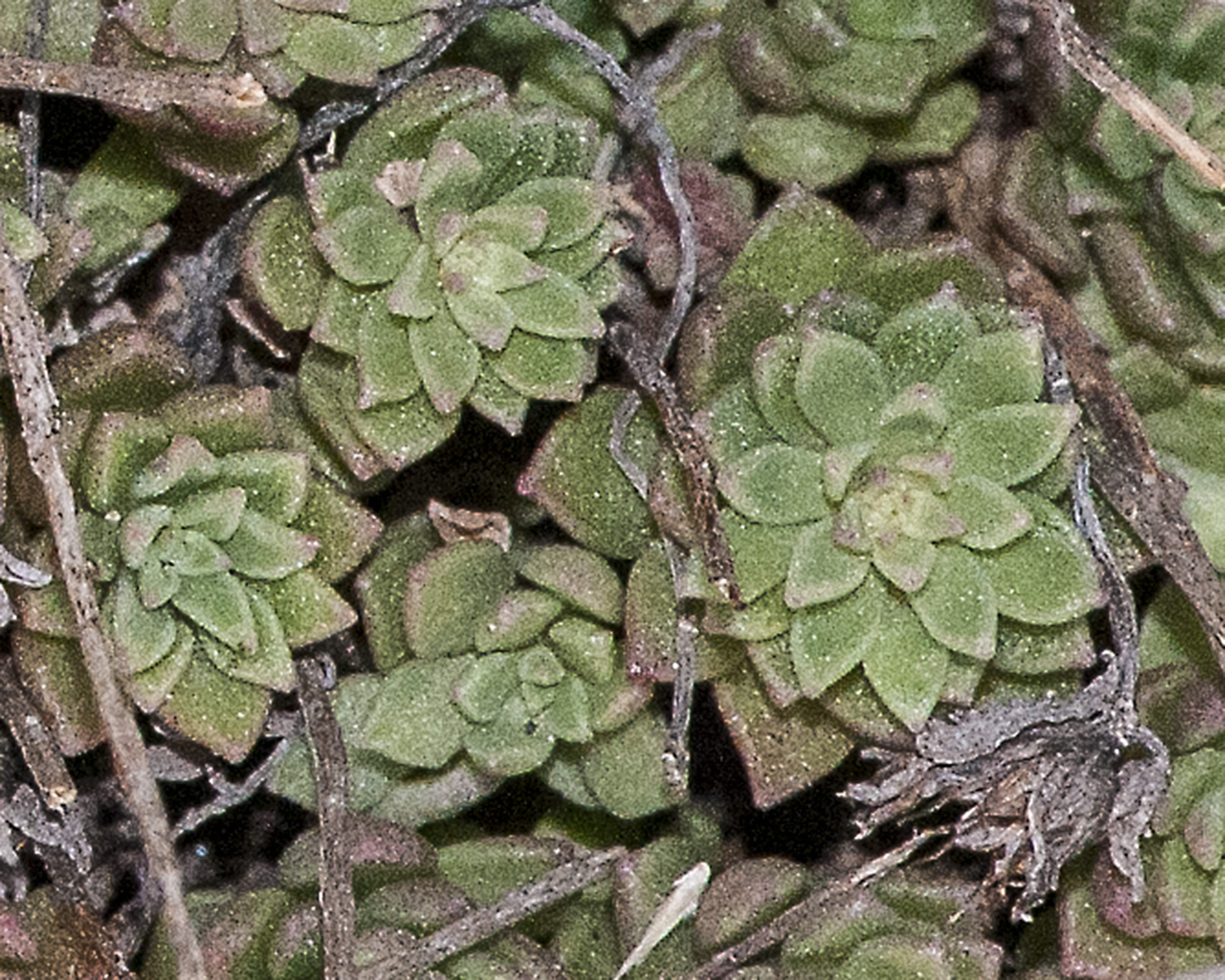 Cockerell's Sedum Rosette