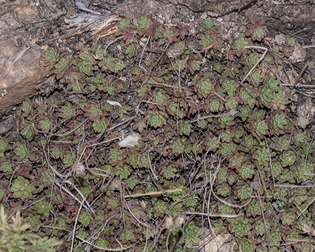 Cockerell's Sedum Rosette Mat