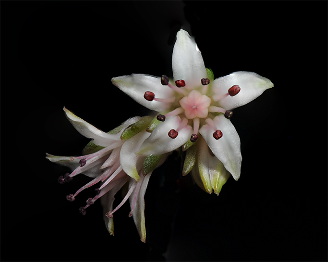 Cockerell's Sedum Flower