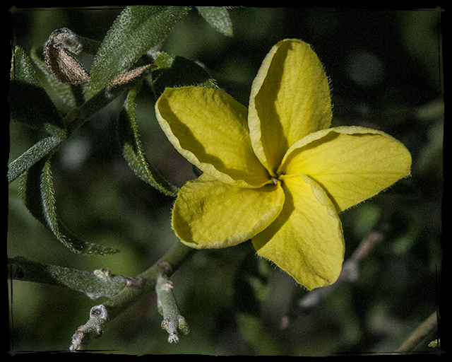 Cockroach Plant Flower