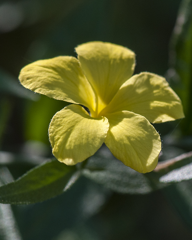 Cockroach Plant Flower