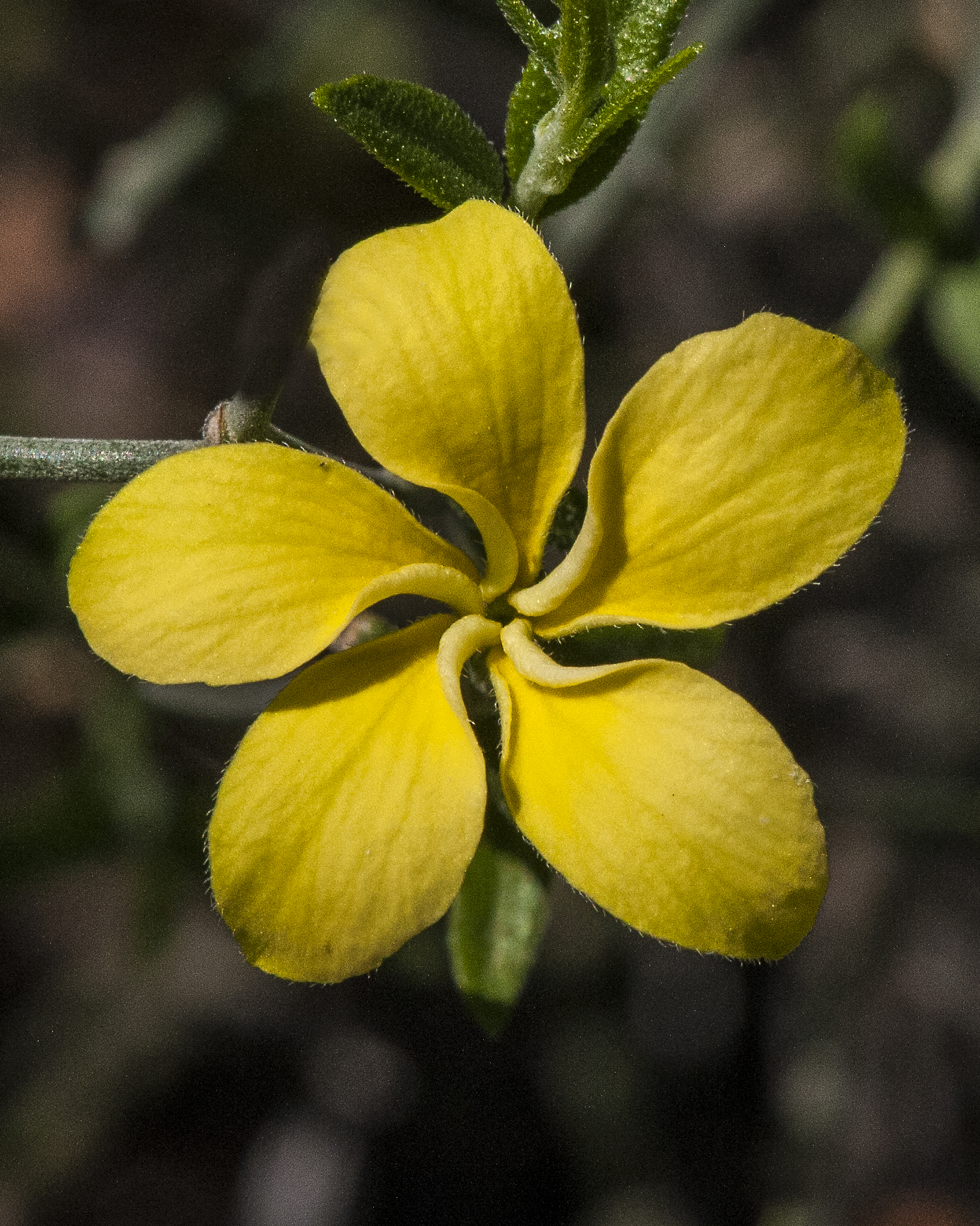 Cockroach Plant Flower