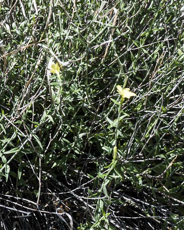 Cockroach Plant Plant