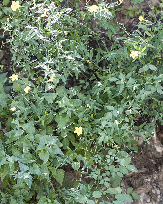 Cockroach Plant Plant