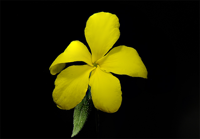 Cockroach Plant Flower