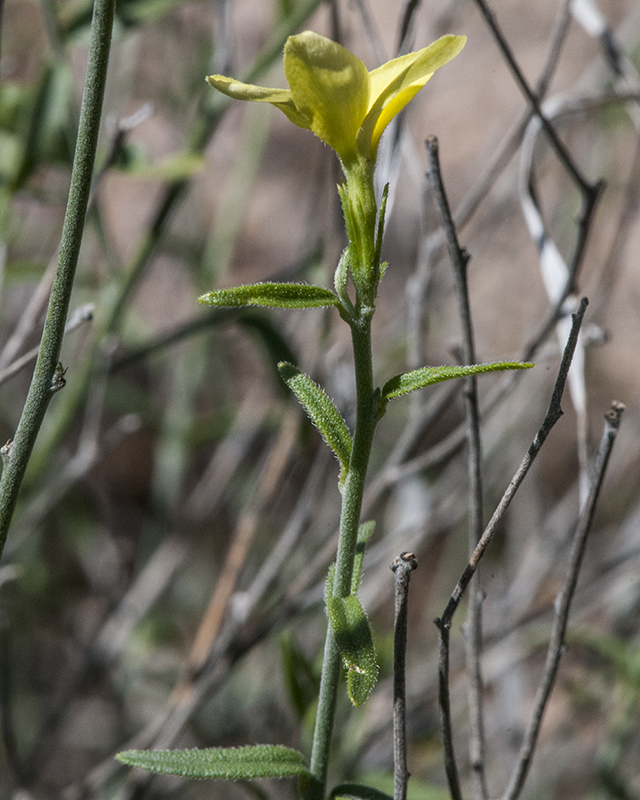 Cockroach Plant Stem