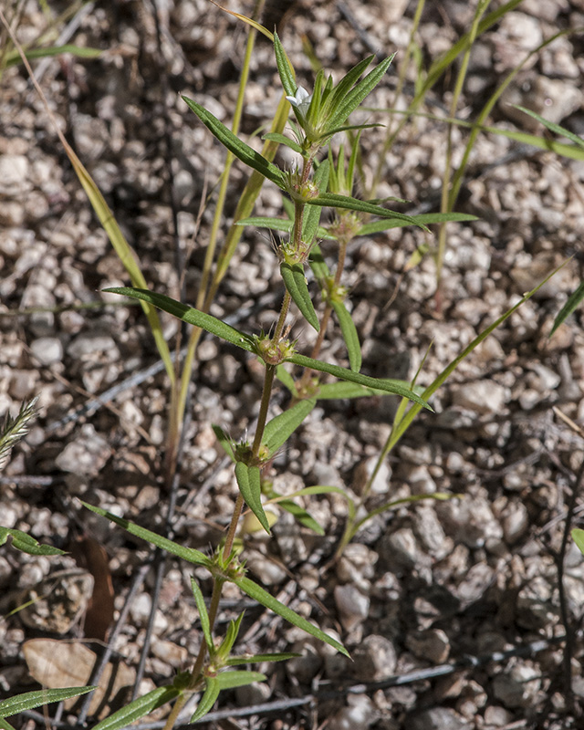 Common Bedstraw Plant