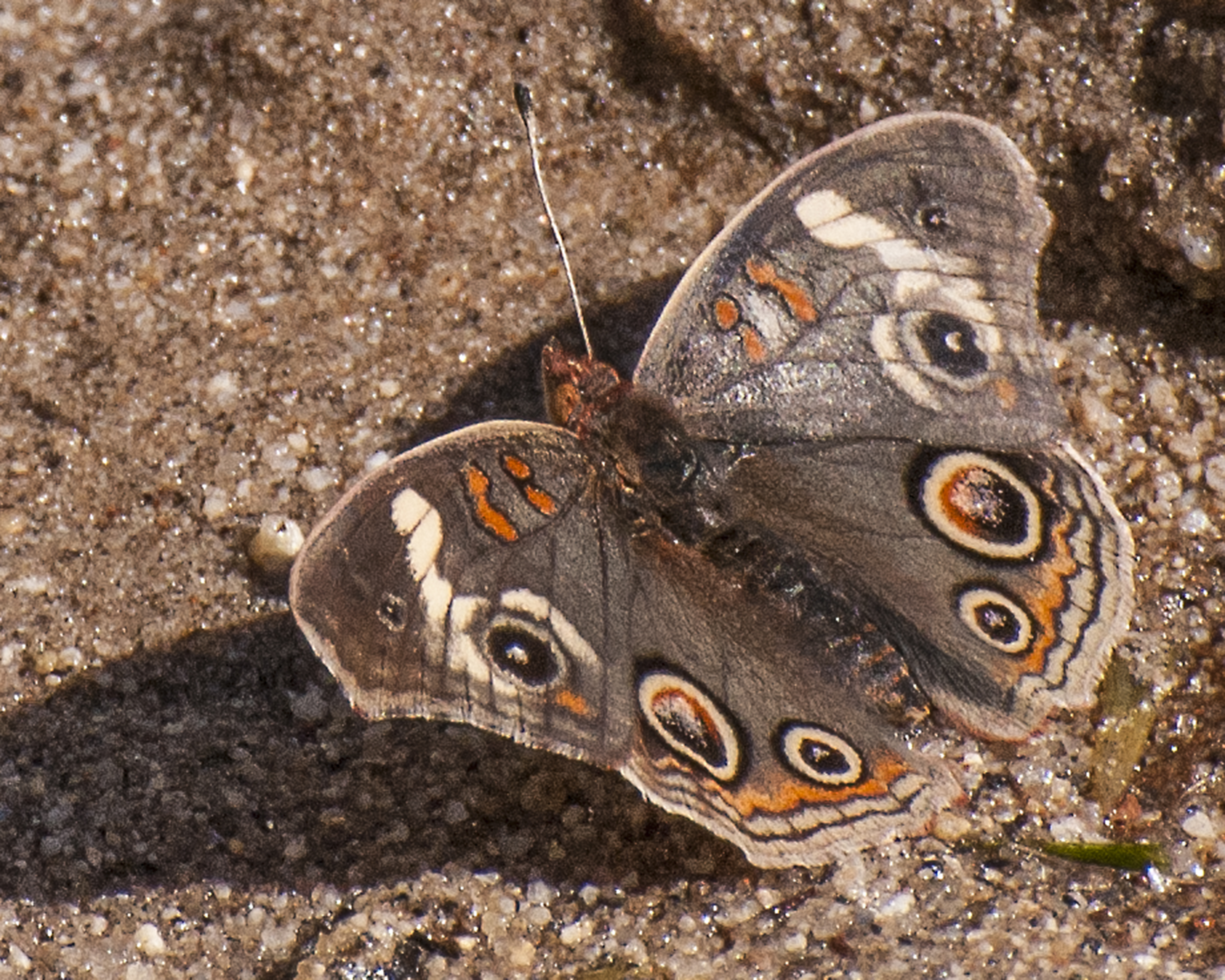 Common Buckeye