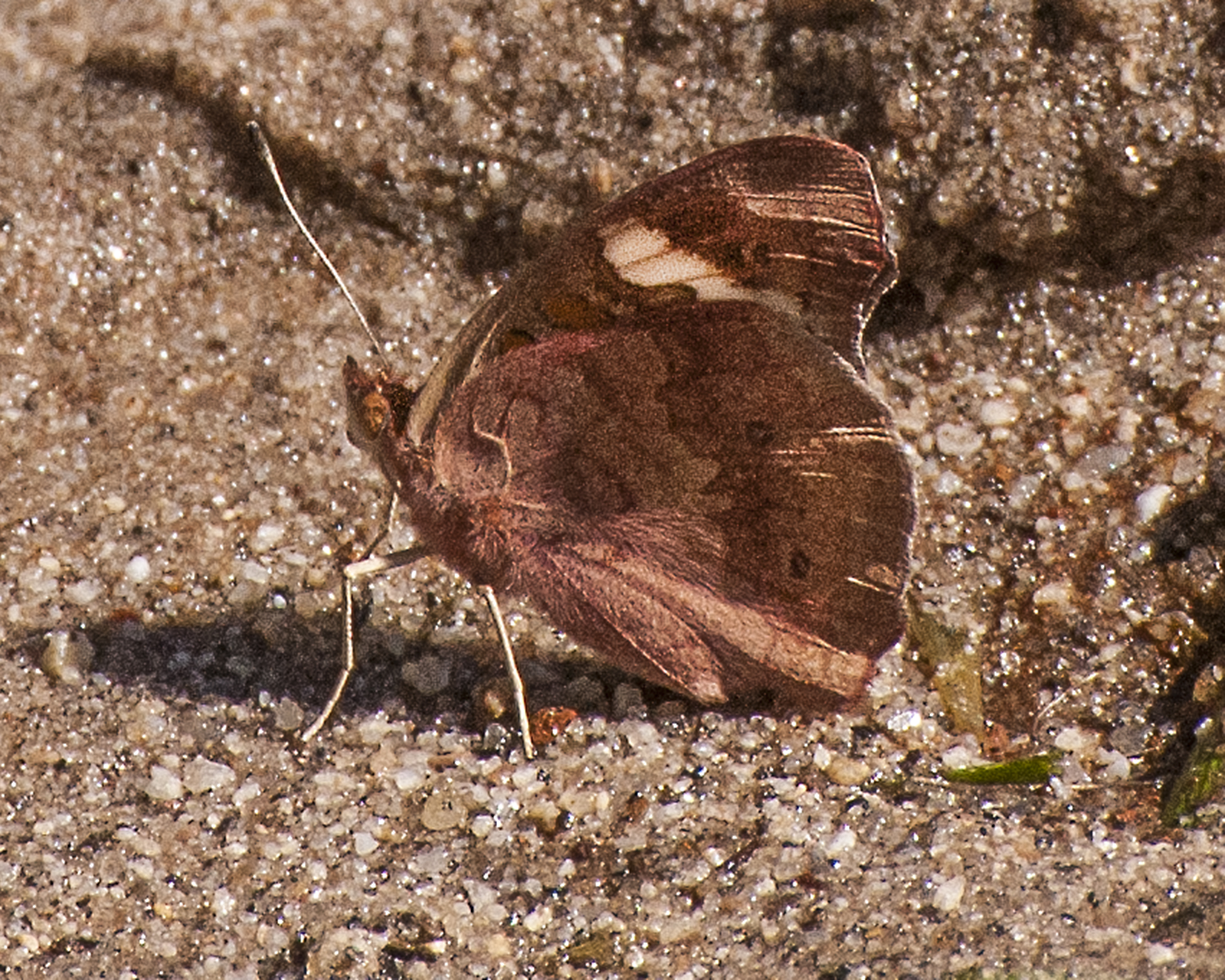 Common Buckeye