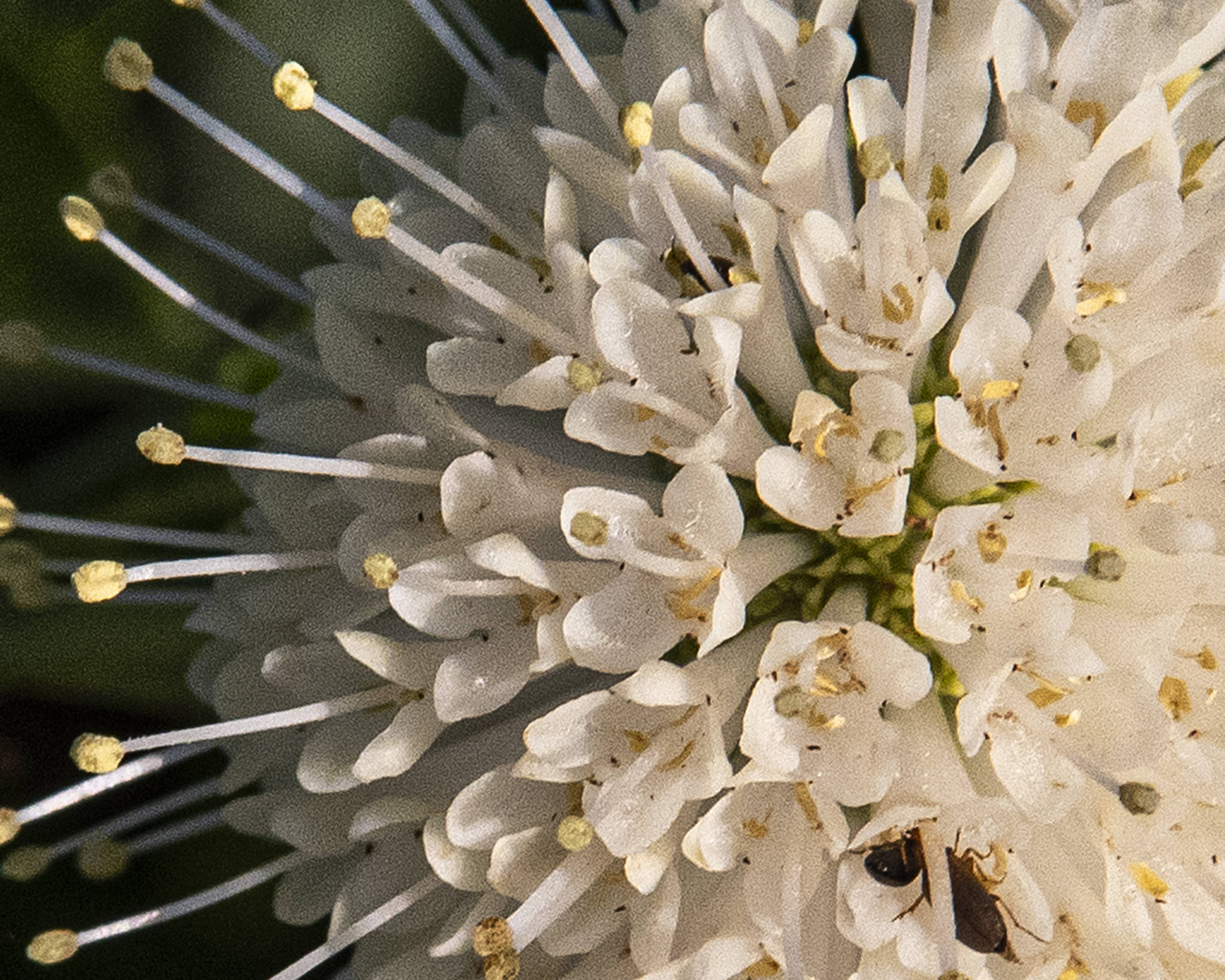 Common Buttonbush Flower