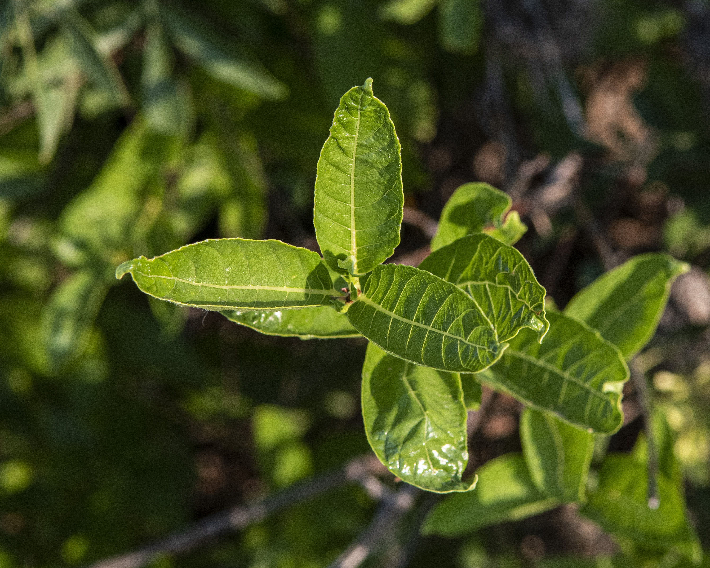 Common Buttonbush Leaves