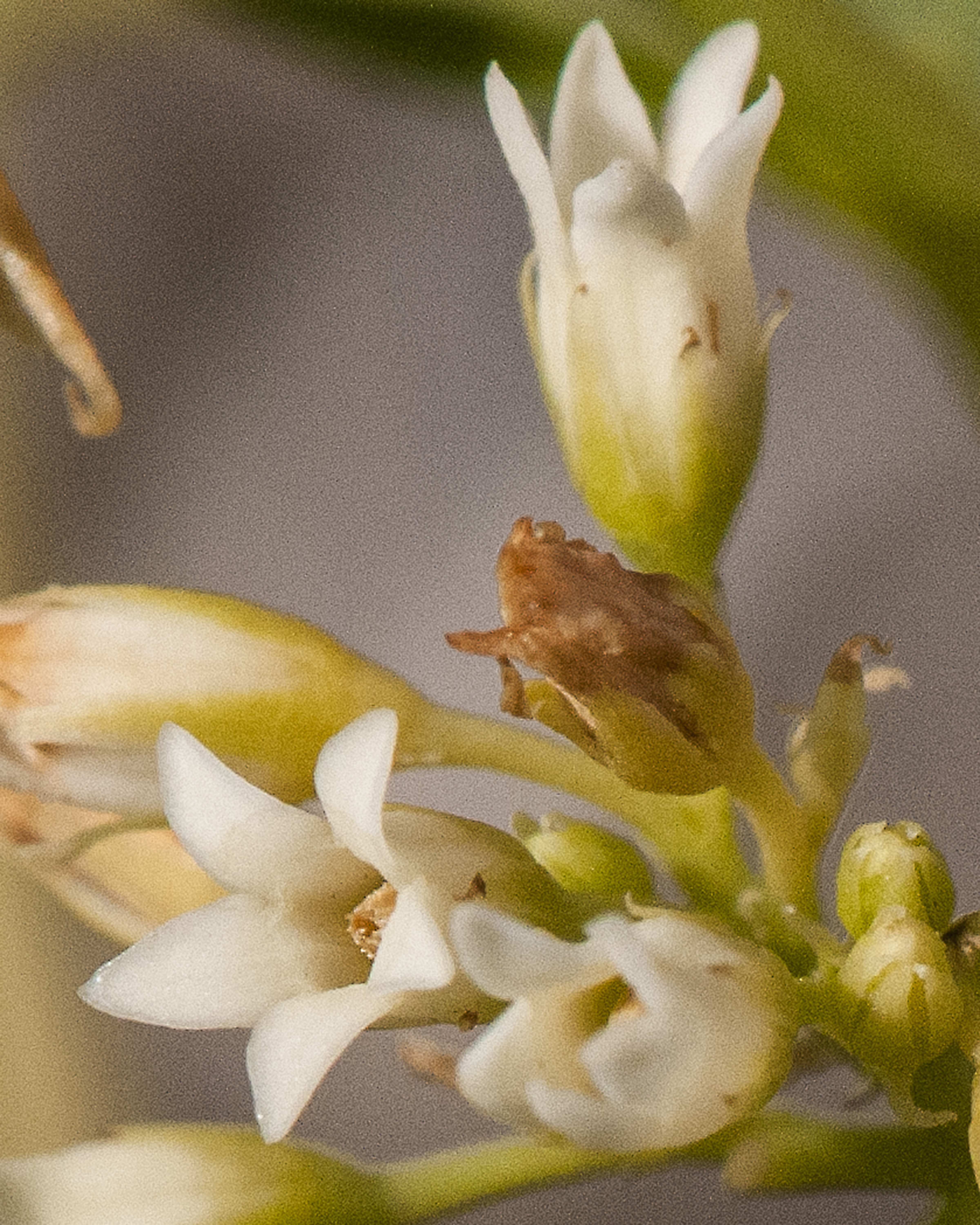 Common Dogbane Flower