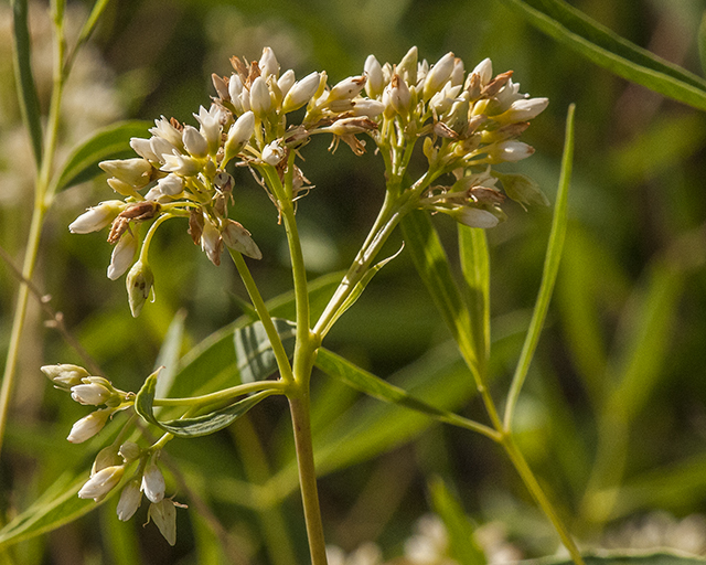 Common Dogbane Flower