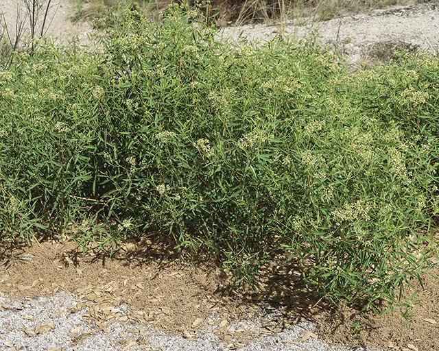 Common Dogbane Plant