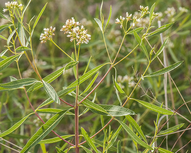 Common Dogbane Leaves