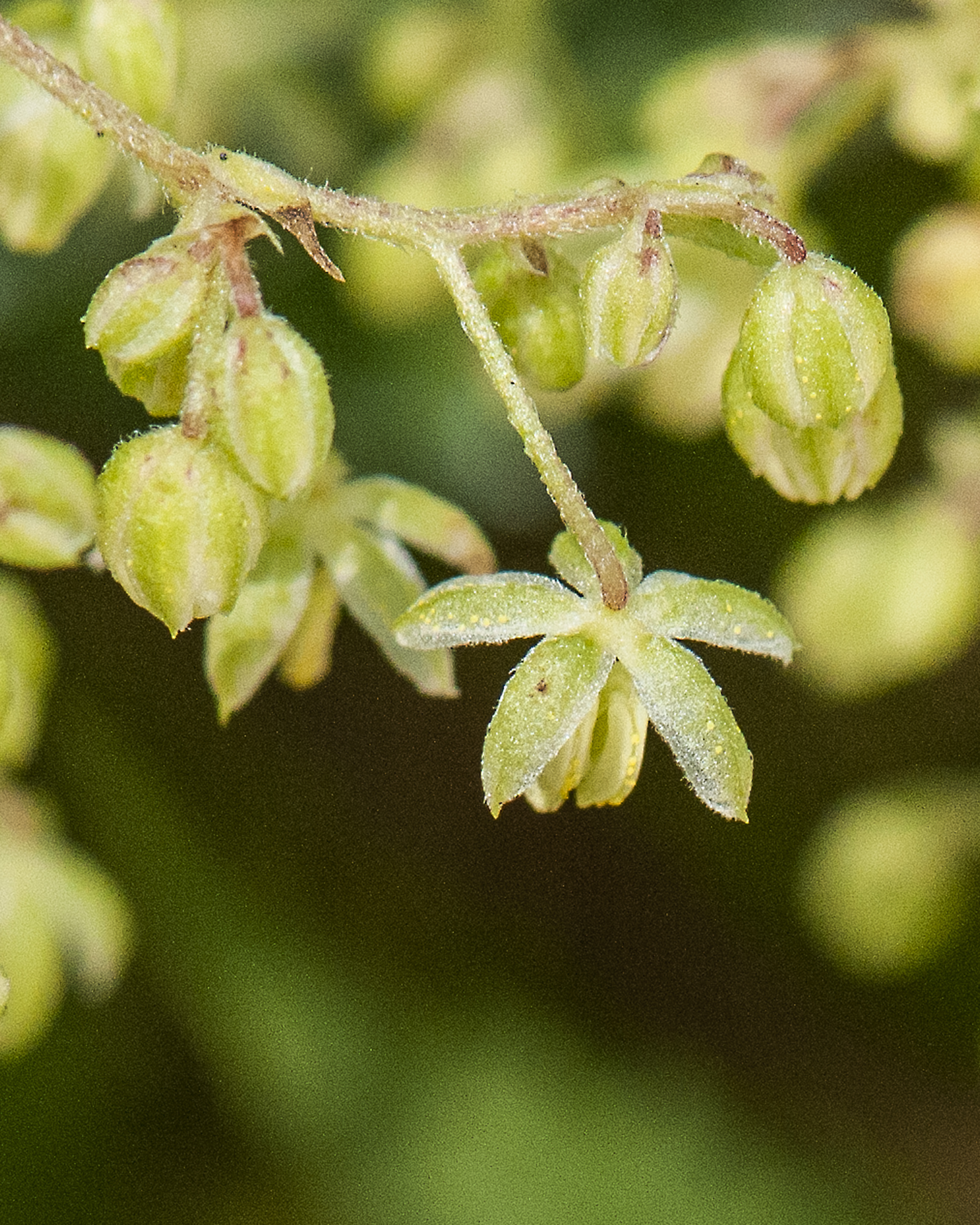 Common Hop Flower
